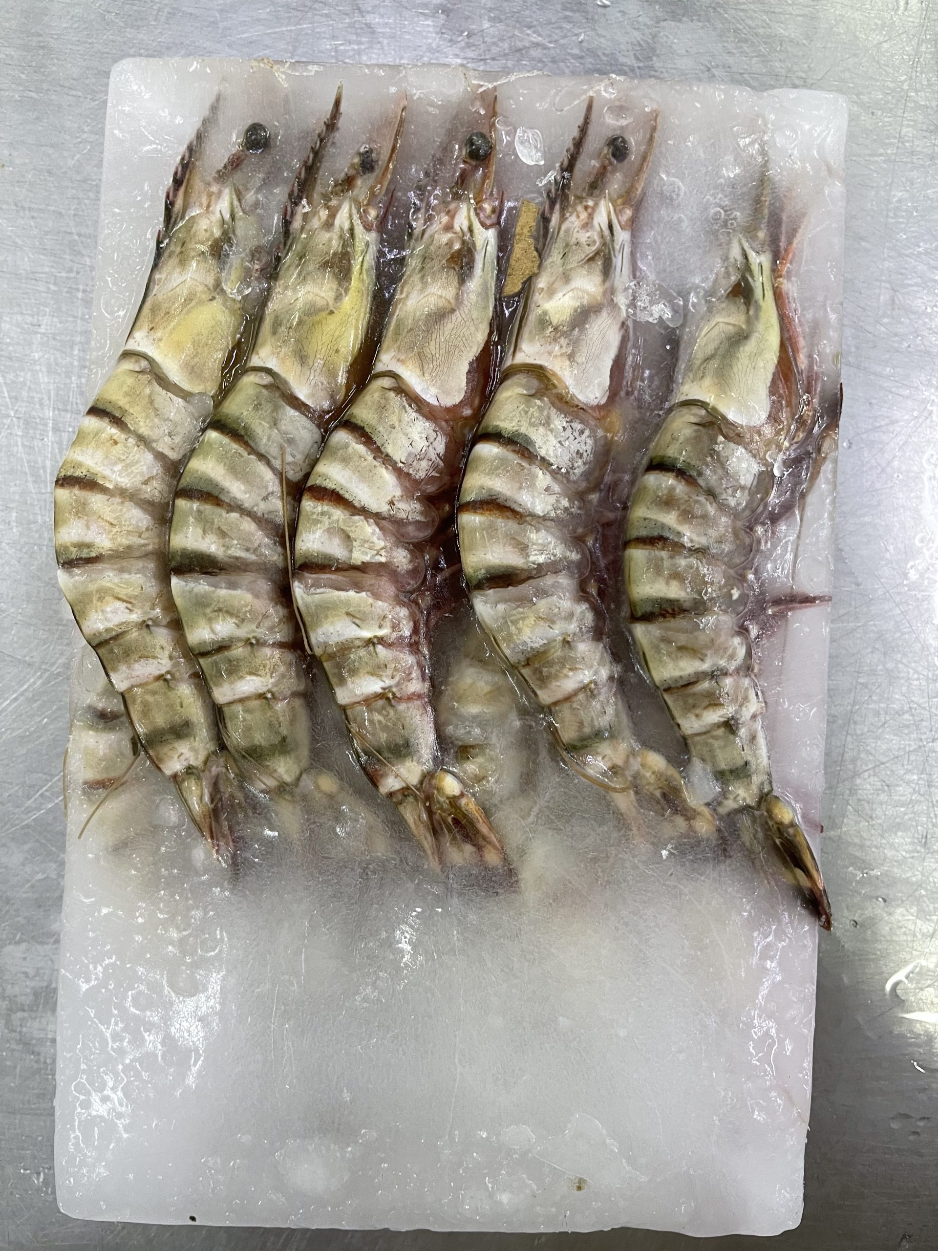 Into the Wild: The Fascinating World of Tiger Prawns