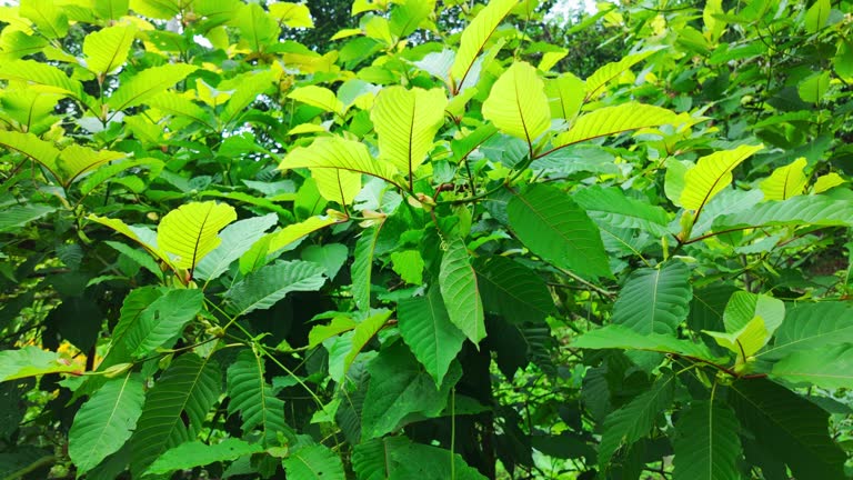 Green Malay Kratom and Its Influence on Physical Performance