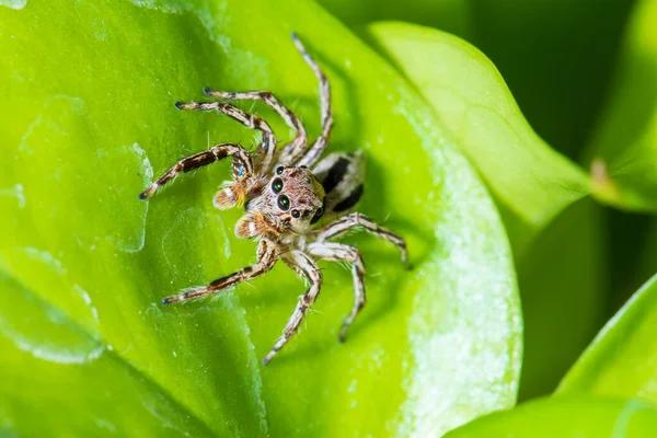 Sydney's Most Common Spider Species and How to Control Them